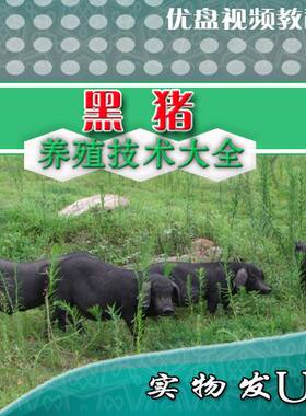 15种黑猪养殖技术大全 东辽恩施湖南绩溪莱芜饲养管理U盘视频教程