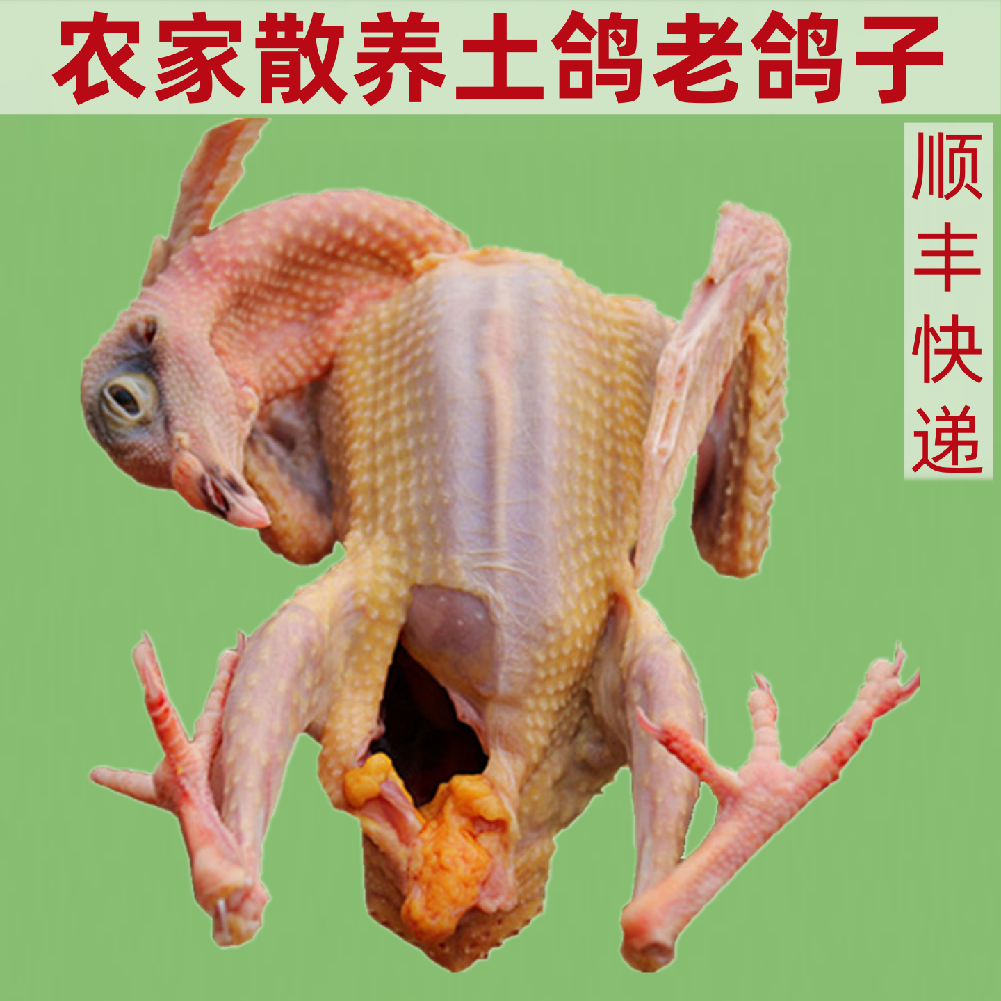 老鸽子农家散养河北炖汤土鸽子活鸽现杀新鲜鸽子肉3只或4只装可选