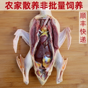 土鸭农家散养老鸭番鸭麻鸭水鸭现杀新鲜草鸭肉整只正宗炖汤老鸭子