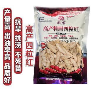 航园高产四粒红花生种子原装抗旱抗涝产量高红皮花生种子出油率高