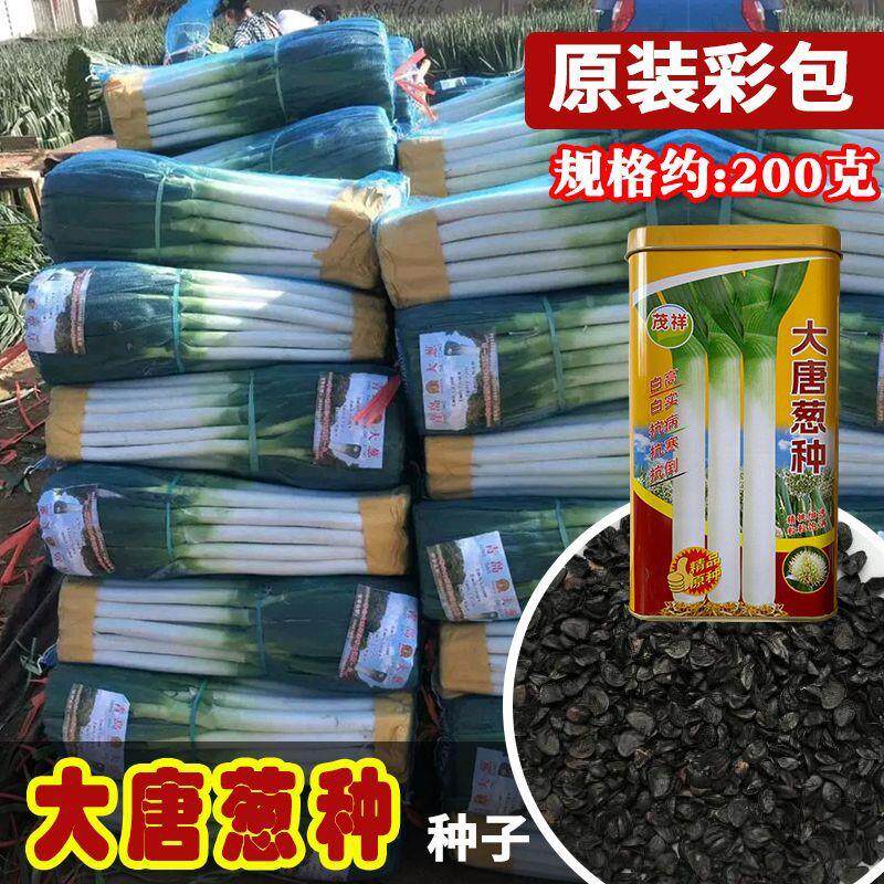 大唐葱种种子铁杆长白越冬抗寒大葱种籽山东大葱大田种铁杆章丘葱