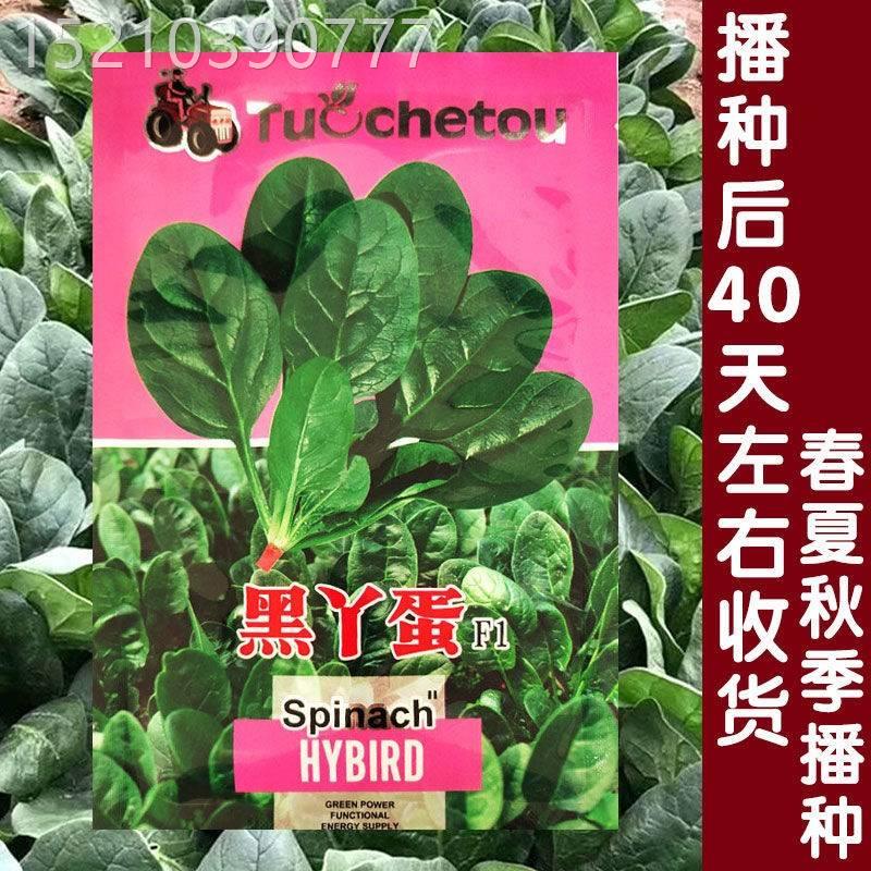 胖黑丫蛋速菠菠菜种子耐红根大叶肉厚菠菜种籽四季蔬菜寒SFU生菜