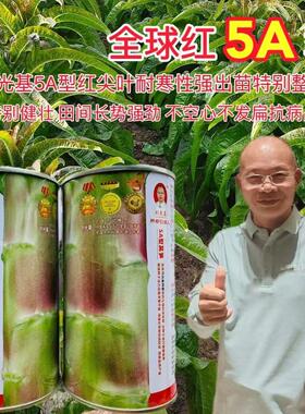 种都红5A型红尖叶莴笋种子皮淡紫色高产抗病耐寒耐抽苔莴苣种