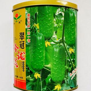 翠冠玲珑绿水果黄瓜种子早熟短棒翠绿水果黄瓜高产甜脆小黄瓜种子