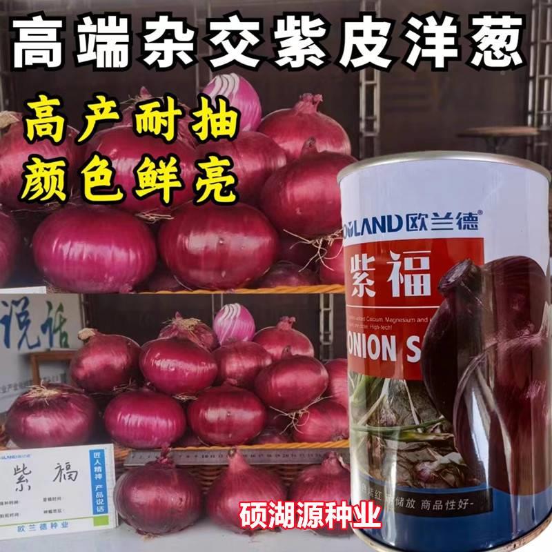 欧兰德福洋葱种子中日照杂洋品种中高HJW桩高紫产紫红皮葱交种籽