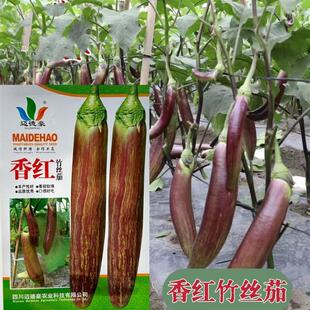 香红竹丝茄种子肉质嫩花茄种子四季高产抗病浅绿色早中熟茄子种籽