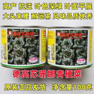 德高苏珊娜青菜种子耐寒越冬青梗菜种子墨绿色青菜矮脚黑叶蔬菜籽