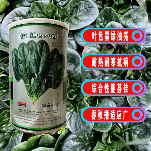 绿帝大叶菠菜种子四季蔬菜种籽菜种盆栽波菜孑菜籽子种植蕃茄阳台