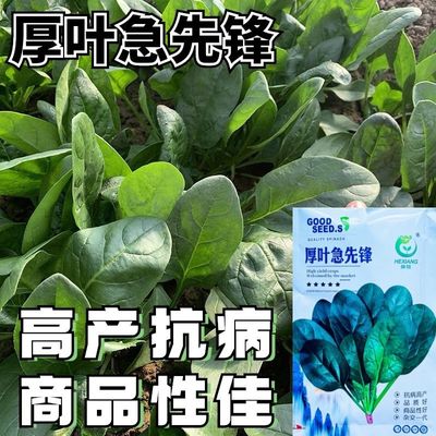 厚叶急先锋菠菜种子大叶春秋种籽秋冬季耐寒耐热越冬蔬菜高产孑子