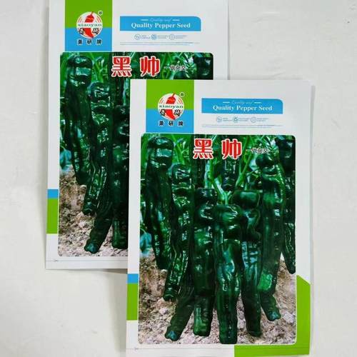 萧研黑帅辣椒种子黑亮小皱皮长果皱皱椒香辣高产羊角型辣椒种子