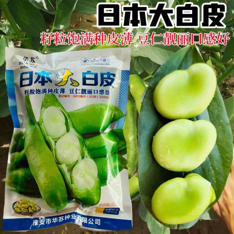 华苏日薄大白皮蚕豆种子耐寒皮胡豆汉豆南罗北方本春ERI秋播蔬菜