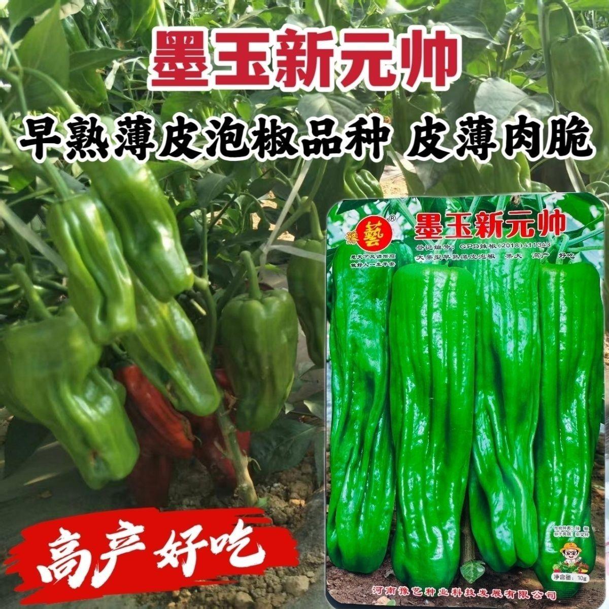 豫艺墨玉新元帅辣椒种子早熟薄皮泡椒种子大果苏椒种籽皮薄肉脆