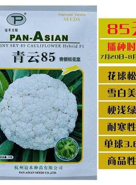 青云85青梗松花菜种子来自台湾中熟高品质松花菜花椰菜耐寒抗病强