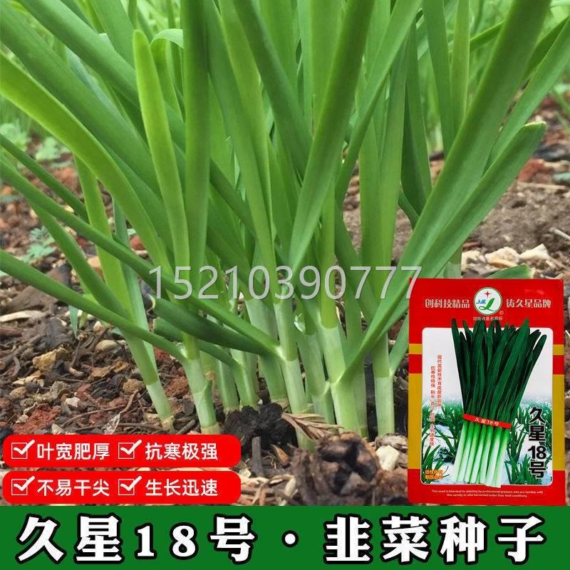 菜韭菜种子久抗星1号韭种子寒抗8病抗倒伏产量高不易干尖BFL韭菜