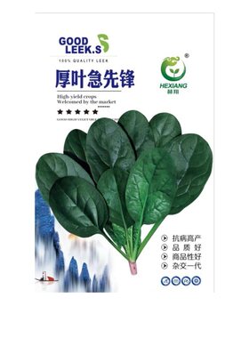 趴厚叶急先锋菠菜种子大叶春秋种籽秋冬季耐寒耐热越冬蔬菜高产LT