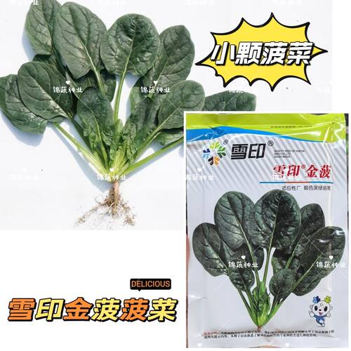 雪印金菠菠菜种子中熟颜色深绿油亮光泽度好耐抽苔能力强