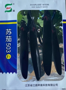 苏茄503茄子种子中熟紫黑色皮高端品种高产抗病果实顺直肉软种子