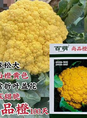 尚品橙100天橙黄色花菜种子彩色花椰菜种籽橙色免盖球松花菜种籽