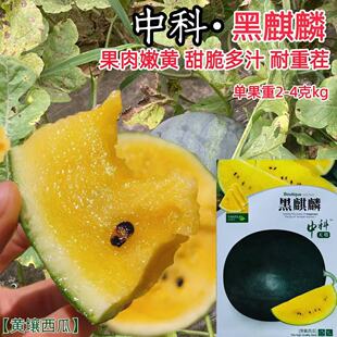 黑麒麟西瓜种子薄皮超甜黑皮黄瓤西瓜种籽无籽高糖早熟抗病耐储运
