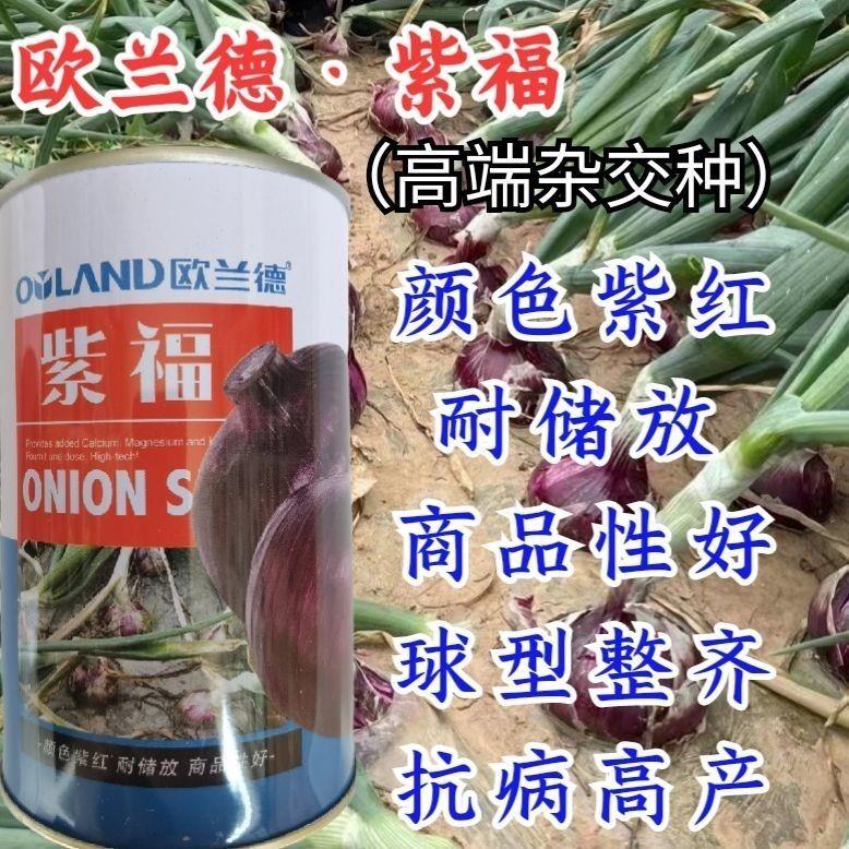 欧兰德紫福洋葱种子 杂交一代深紫红皮中早熟抗病高产洋葱蔬菜籽