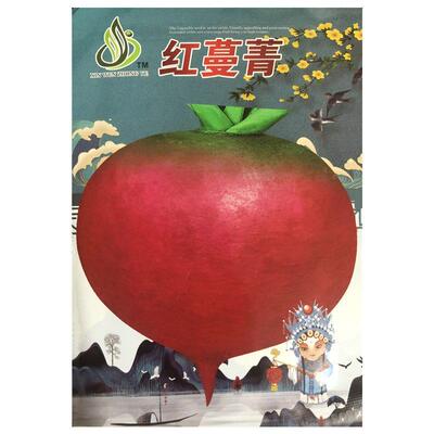 红蔓菁种子甜面黄色长蔓菁特色菜诸葛菜抗病大田芜菁蔬菜种子