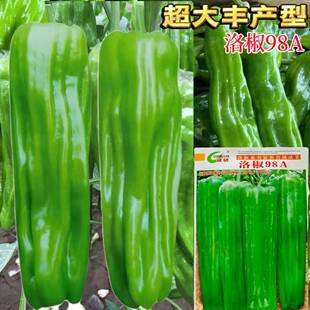 诚研洛椒98A辣椒种子早熟薄皮大椒微辣马嘴椒菜椒种籽春秋季高产L