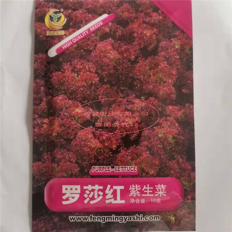 罗莎红紫生菜种子紫色散叶生菜中早熟植株大圆正美观高产抗病耐热