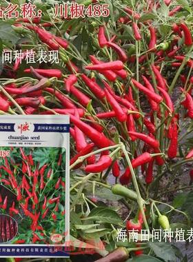 川椒485朝天椒辣椒种子杂交一代大果朝天椒散生锥形小米椒种籽孑