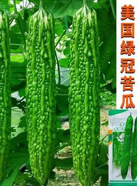美国进口绿冠苦瓜种子疙瘩绿苦瓜高产早熟抗病耐热寒基地大田用种