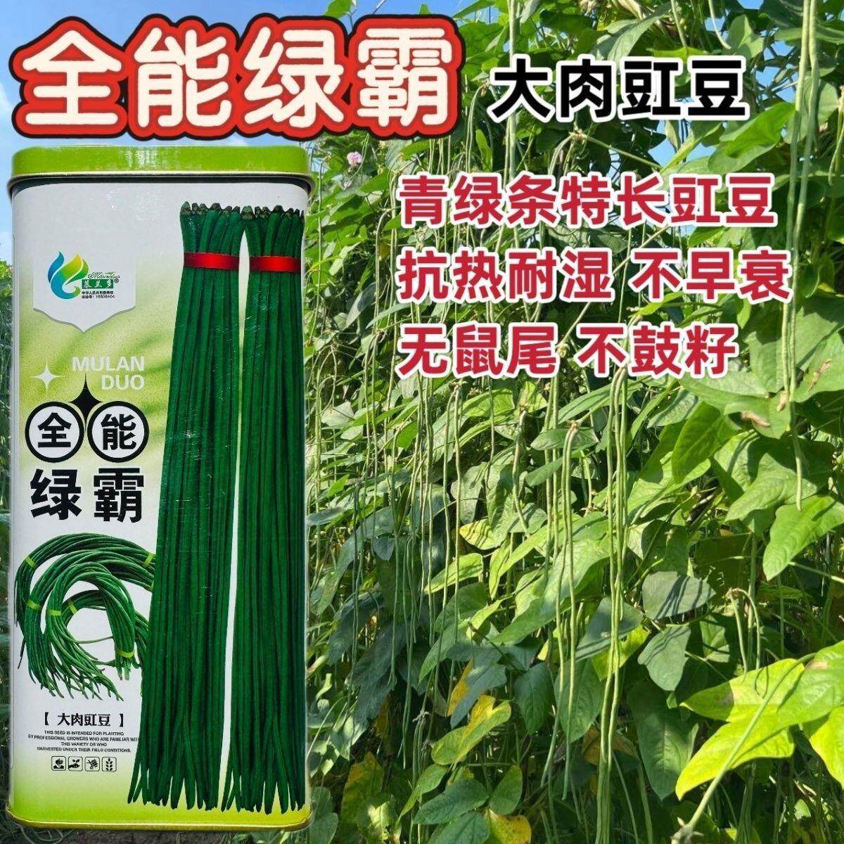 慕兰多全能绿霸长豆角种子青绿条白籽白花豇豆种子抗热耐湿基地