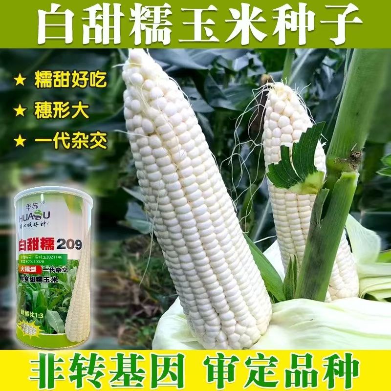 白甜糯209玉米种子高产白糯玉米籽非转国审农家超甜加糯玉米种子