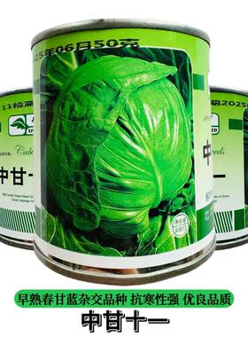 邢新中甘十一甘蓝种子春秋播种圆球形包心菜大头菜卷心菜蔬菜种籽