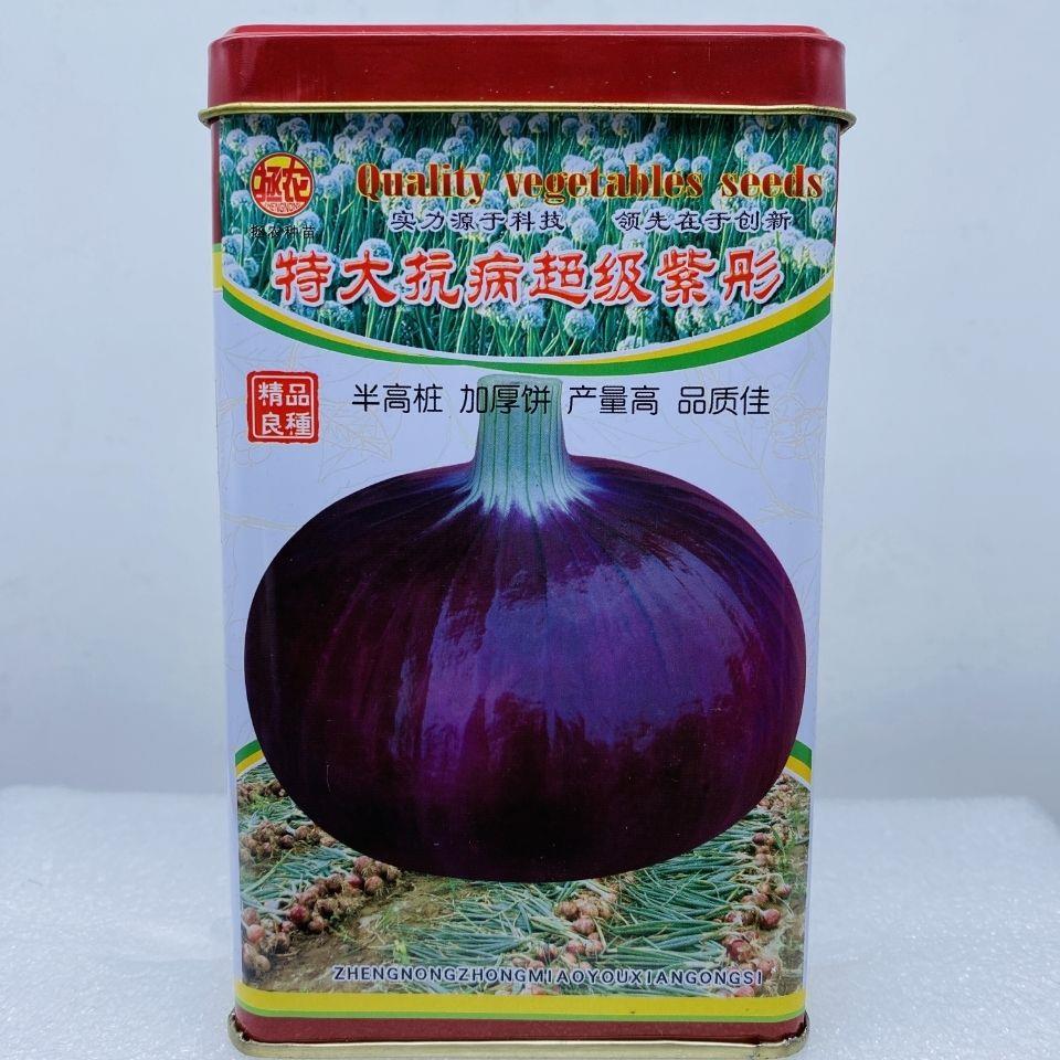 特大抗病超级紫彤洋葱种子优质高产抗病耐储运农家春秋精选种