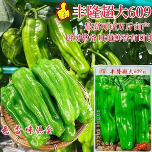 丰隆超大609辣椒种籽薄皮泡椒种子四季高产抗病大果长灯笼椒种孑