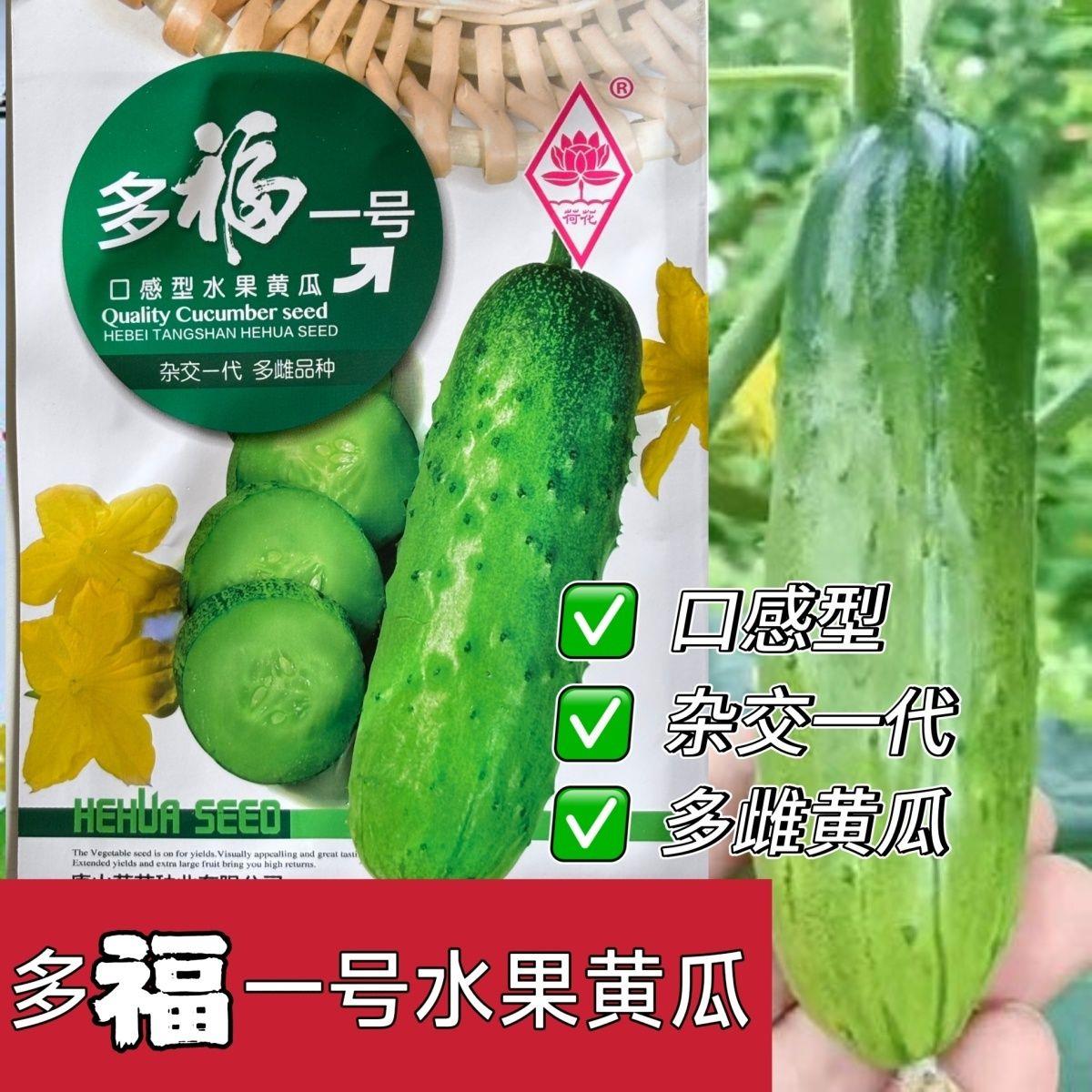 多福二号水果黄瓜种子口感型水果黄瓜籽脆甜油绿短棒强雌节节有瓜