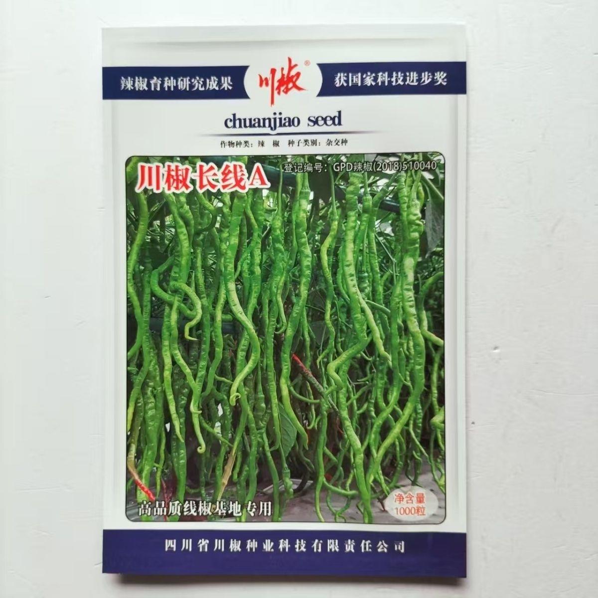 川椒长线A早熟种子辣椒薄皮线超长种籽螺丝高产栽四季蔬菜香辣