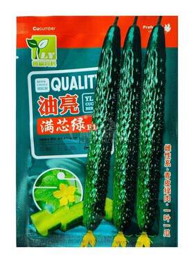 鲁蔬油亮满芯绿黄瓜种子蔬菜雌性系青皮绿肉一叶一瓜高产抗病春播