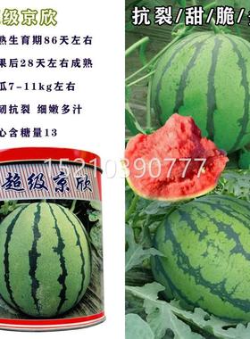 超级欣西FER瓜子早熟京大果红瓤耐种裂耐低温超8424京欣西瓜 种子