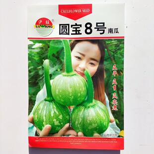 圆宝八号西葫芦种子高产抗病占瓜种籽无蔓圆西葫芦种子蔬菜种子孑