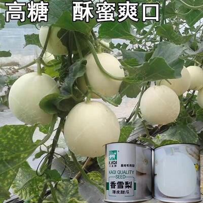 雪蜜白甜瓜种子春秋播香雪梨四季播蜜罐种籽白皮白瓤水果瓜果种子
