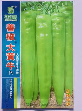 善高善椒大黄牛辣椒种子早中熟大果黄绿牛角椒种籽辣椒味香浓高产
