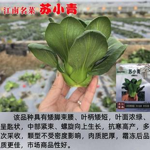 江南名菜苏小青青梗菜种子小型上海青油菜种籽小青菜四季蔬菜种籽