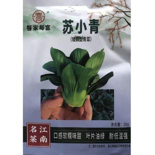 江南名菜苏小青青梗菜种子小型上海青油菜种籽苏州青菜四季蔬菜籽