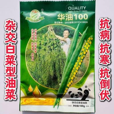 华油100白菜型油菜种子抗病抗寒抗倒伏杂交油菜籽种籽抗裂荚高产