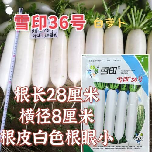雪印36号萝卜种子根皮白色根眼小有光泽糠心晚根长粗高产抗病耐储
