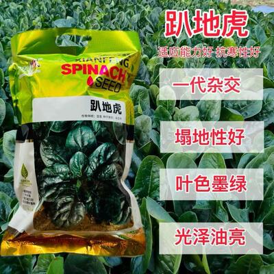 趴地虎菠菜种子一代杂交趴地菠菜种子耐寒耐抽圆叶厚肉平展蔬菜籽