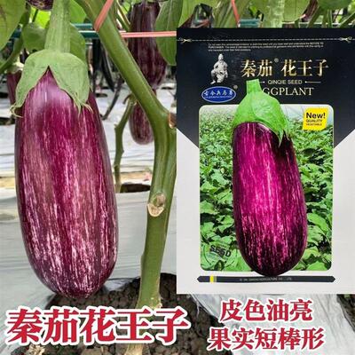 秦茄花王子茄子种子中早熟杂交花茄子种籽皮色油亮短棒形花茄种子