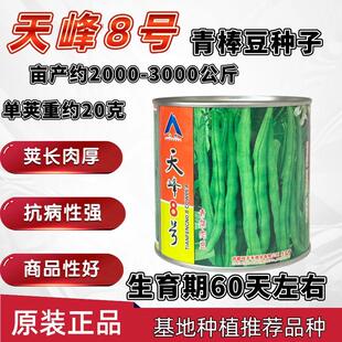 天峰八号青荚肉棒豆种子青棒豆肉豆四季豆菜豆种子中熟肉厚口感好