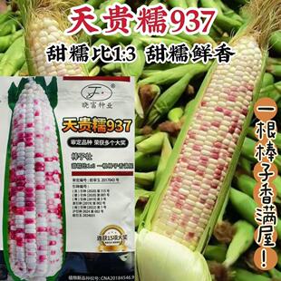天贵糯937玉米种子大棒彩甜糯玉米种子四季高产玉米种籽甜糯鲜香
