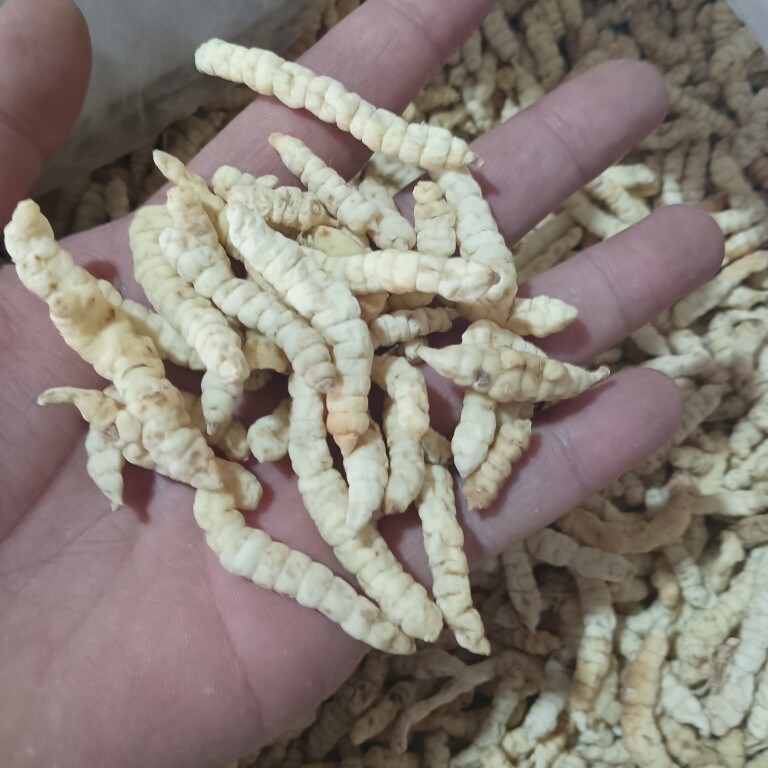 草石蚕中药材 500克包邮 地蚕 土冬虫草 白虫草 石蚕草新货
